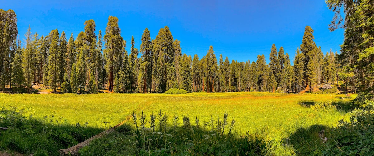 Sequoia National Park in California, USA