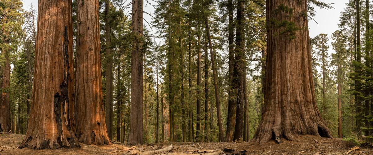 Panorama of Sequoia Tree Grouping In Mariposa Grove