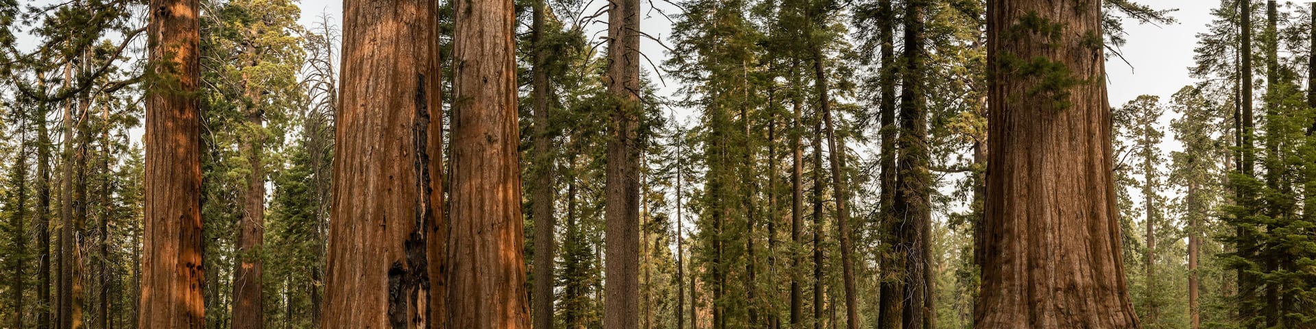 Panorama of Sequoia Tree Grouping In Mariposa Grove