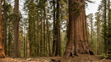 Panorama of Sequoia Tree Grouping In Mariposa Grove