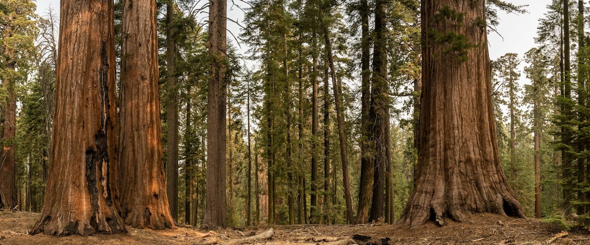 A dense forest with tall, ancient trees and a ground covered in fallen branches and leaves.