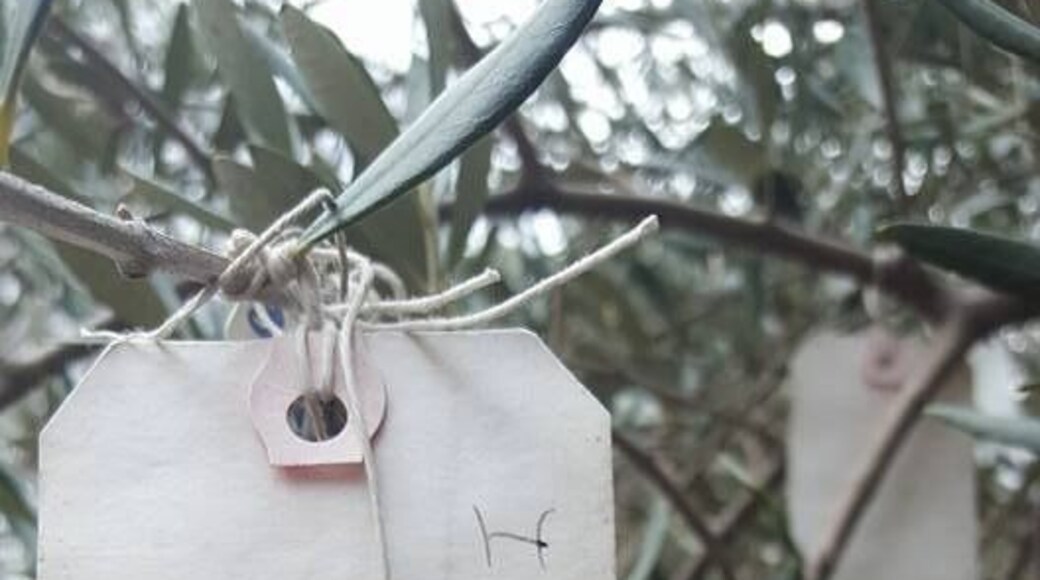 This tiny little town that had 2 stores and a hotel had an adorable wishing tree tucked away.
