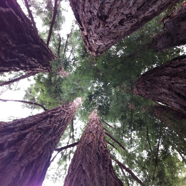 Circle of redwoods we used to call the fairy circle. 