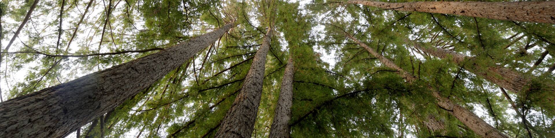 A view of tall trees converging towards the sky.
