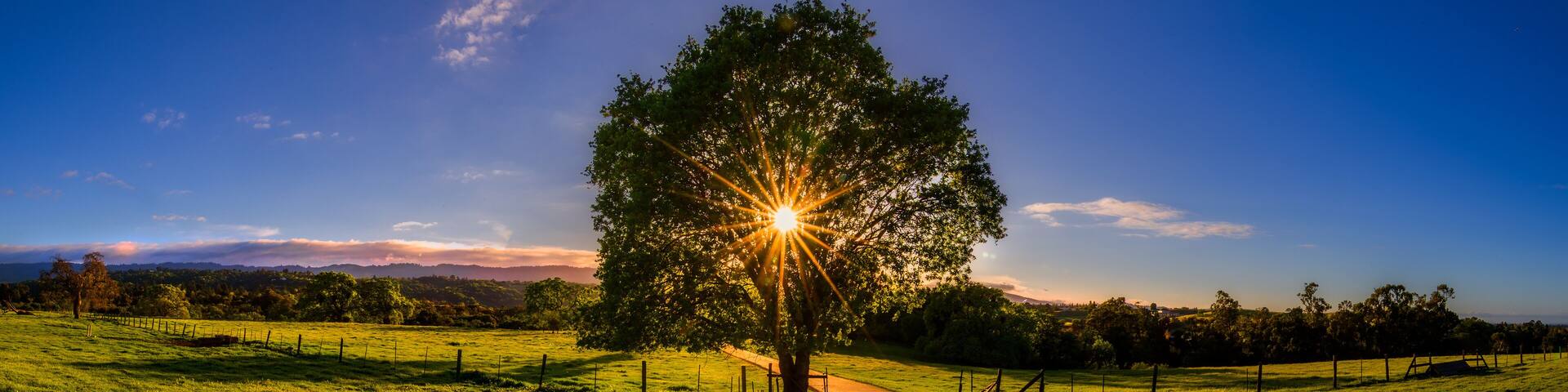 Sunset through Guardian Oak tree on the Dish Trail