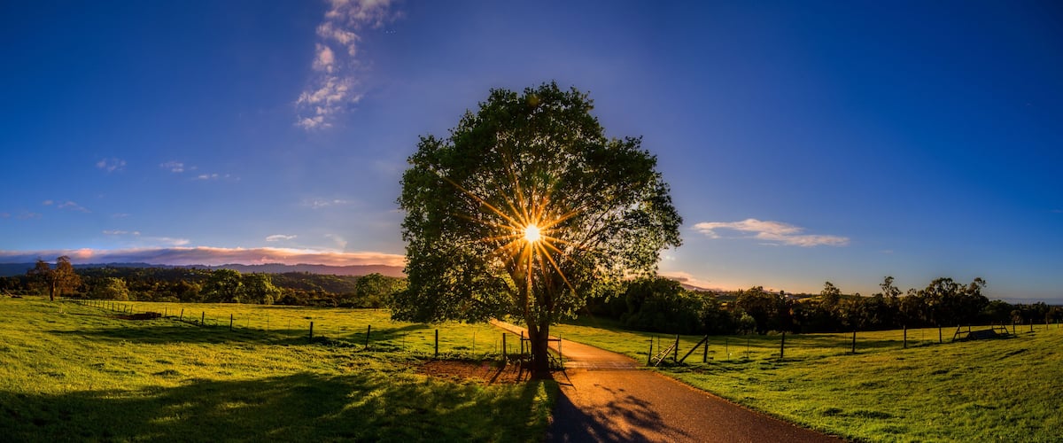 A tree-lined path with a fence on either side, leading towards a sunset.