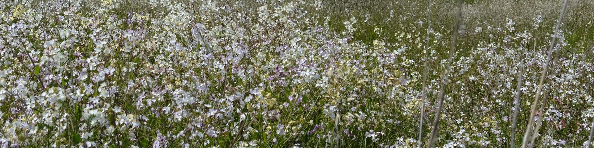 Barn stands on an open plain in Elkhorn Slough Reserve, California, USA