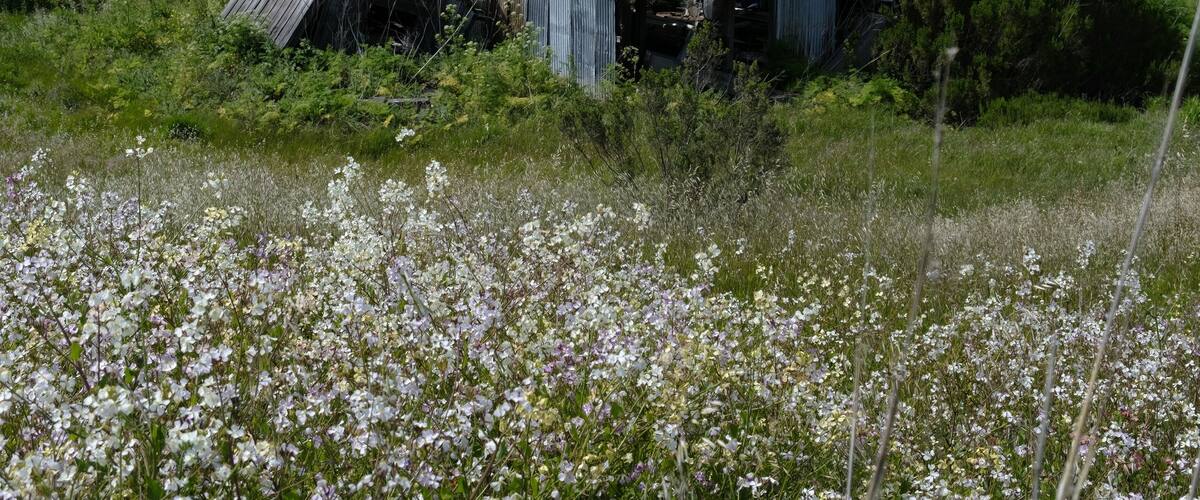 An old, weathered barn surrounded by lush greenery and wildflowers.