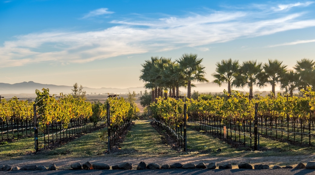 Vineyards of Napa Sonoma California in the Fall Autumn