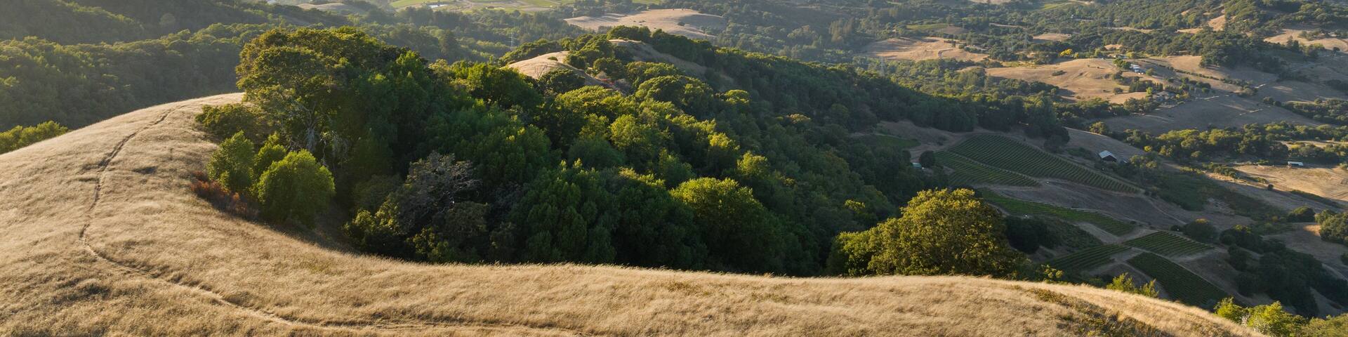Aerial view of country road in Sonoma County on sunny day. Legendary vineyards defining California region as largest wine producer