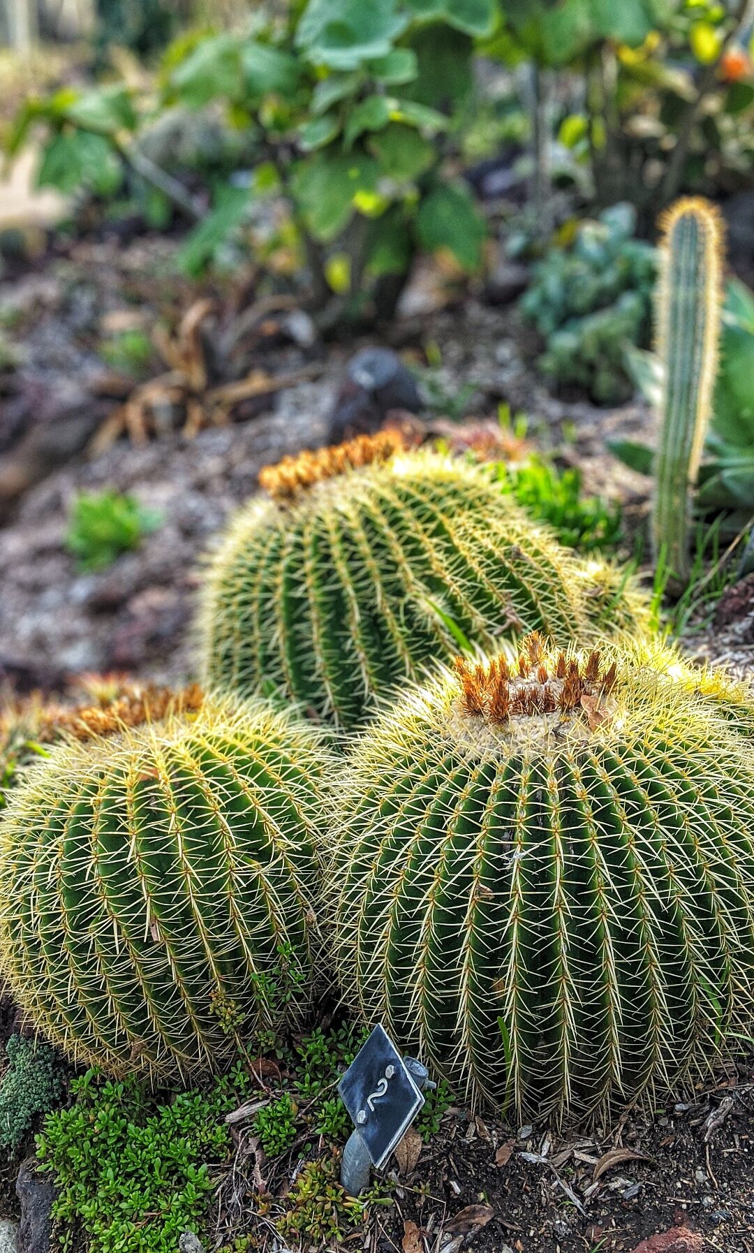 Evening sun on the beautiful cactus varieties at the Huntington Library
#nature #california #colorful
