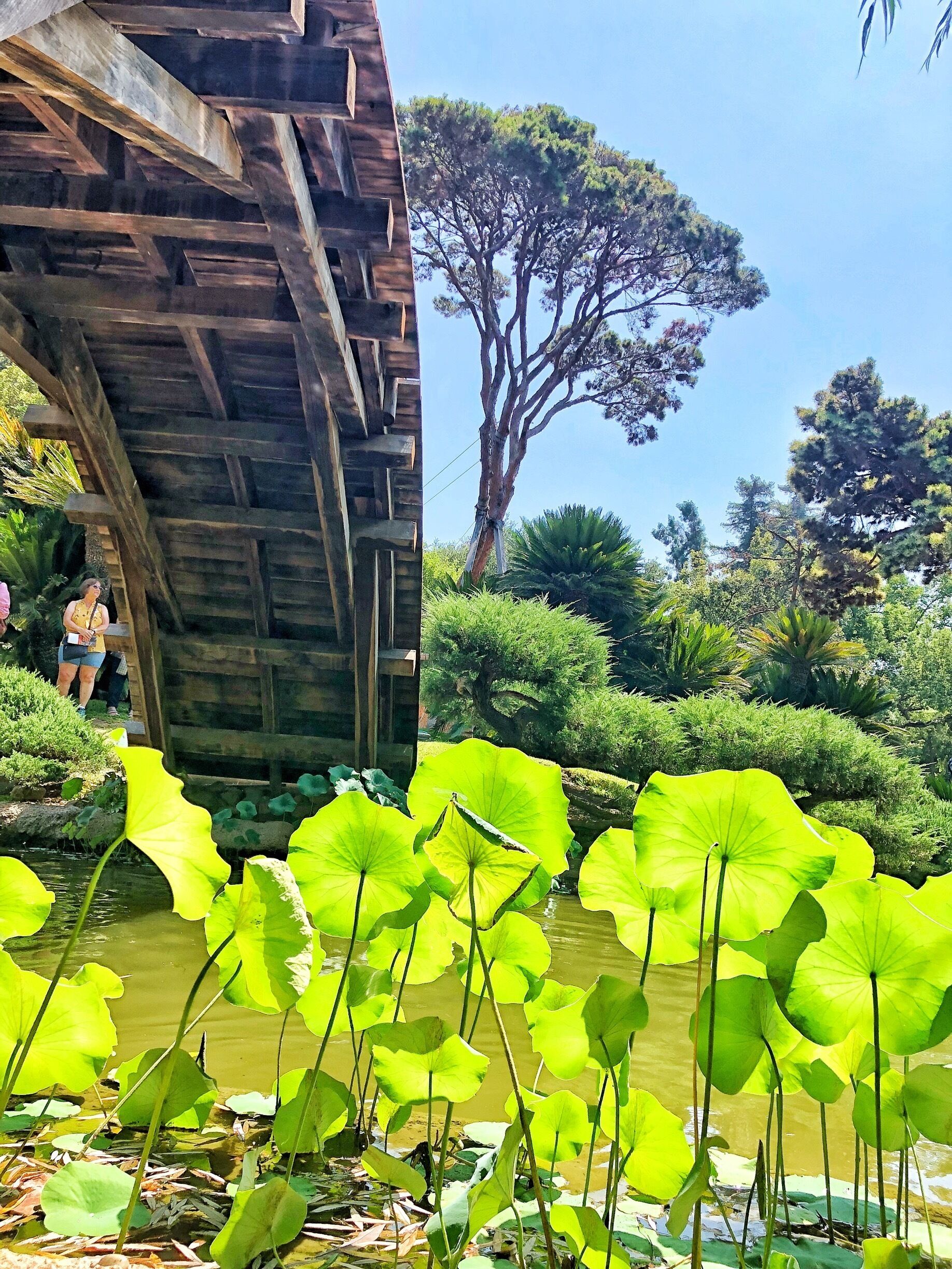 The Japanese Garden at Huntington Library is full of amazing sights!  I wish I’d had two days to explore this wonderful place!