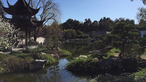 Further up the path from the Japanese Garden is the Chinese Garden, a well-balanced mix of simple structures, water features (pond, waterfall) and plant life. Another distinctly different culture and outdoor space that complements the rest of the Huntington Gardens very well. #merch