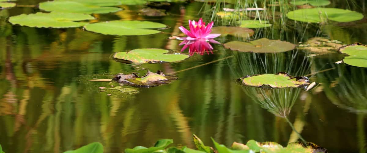 Pink Lily