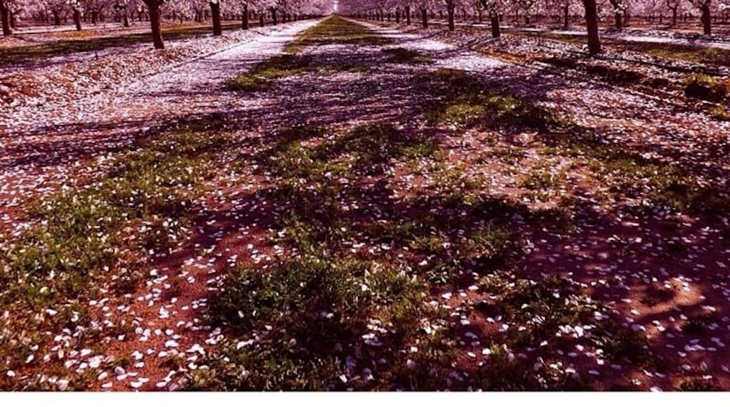 Almond orchards in full bloom