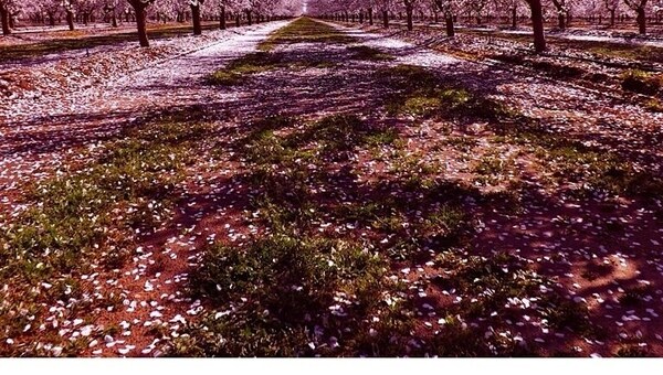 Almond orchards in full bloom in Shafter, California