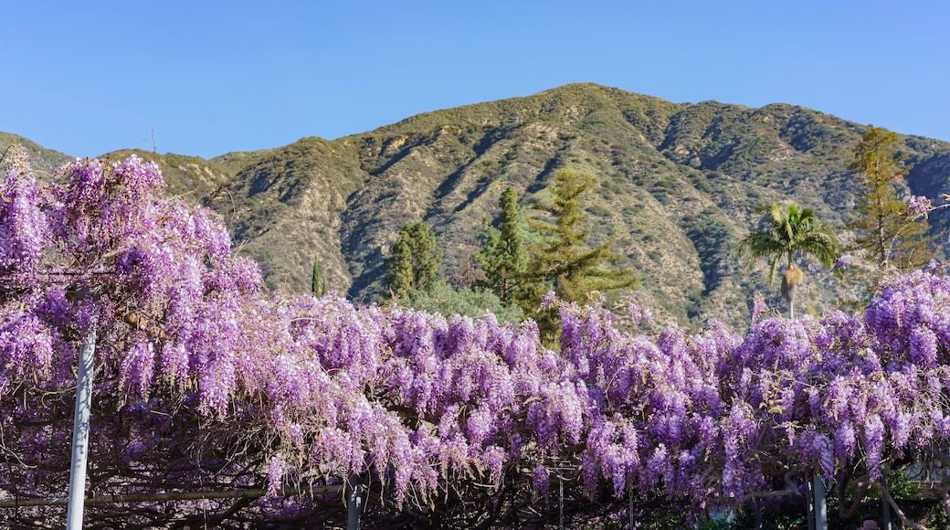 The world oldest Wistaria blossom displaying