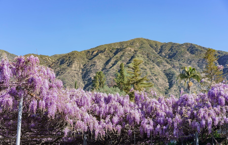 The world oldest Wistaria blossom displaying