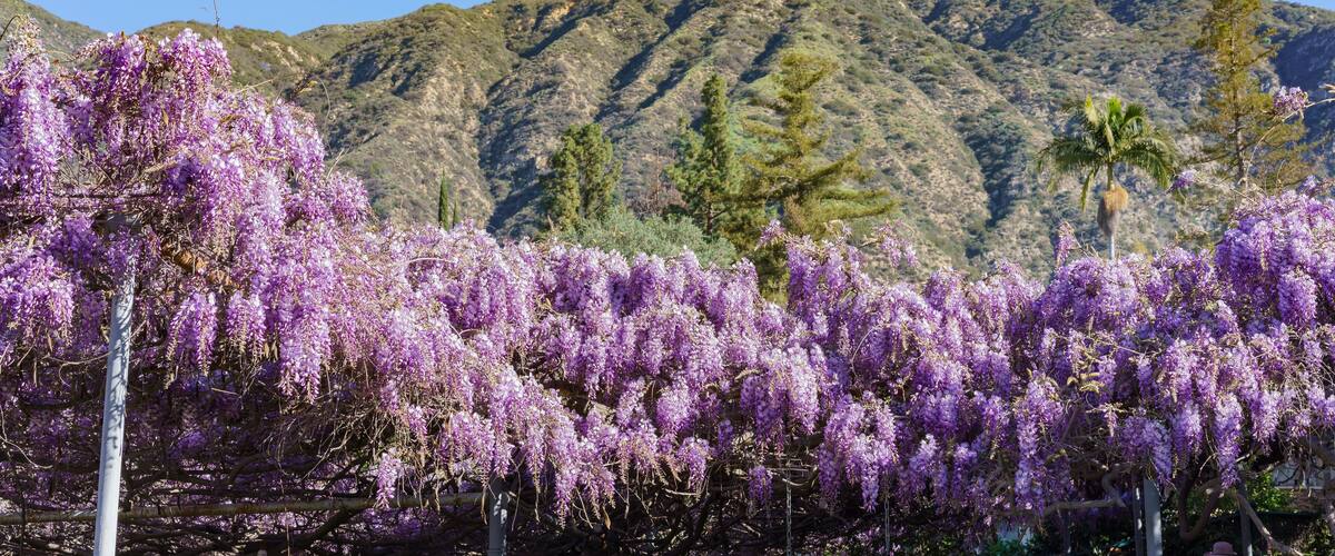 Purple wisteria trees in front of a mountain.