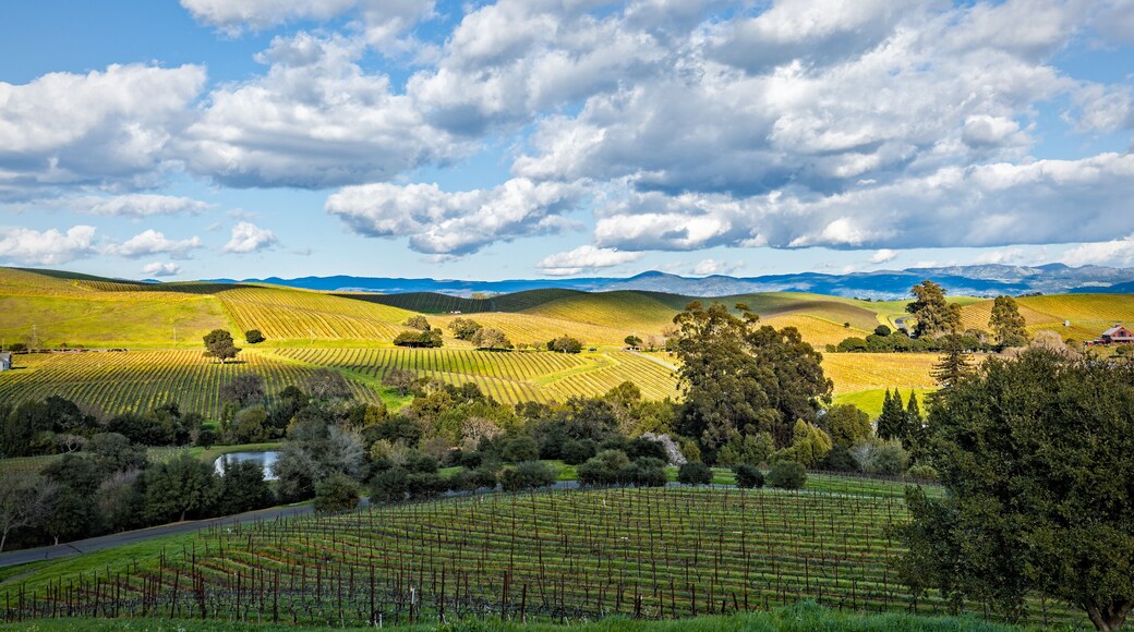 Bare vines in winter forming patterns across landscape in vineyards off Silverado Trail near Napa, California.