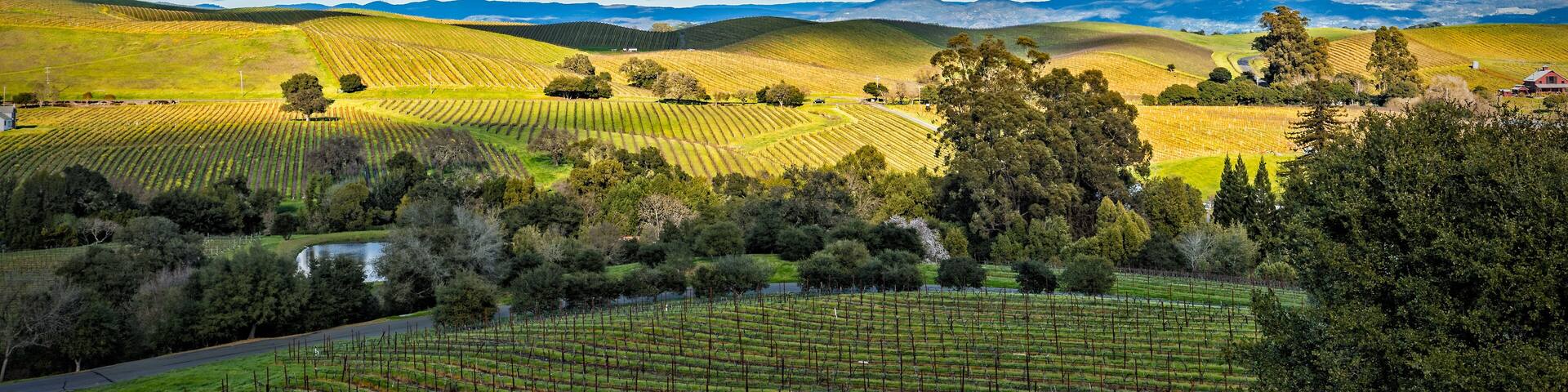 Bare vines in winter forming patterns across landscape in vineyards off Silverado Trail near Napa, California.