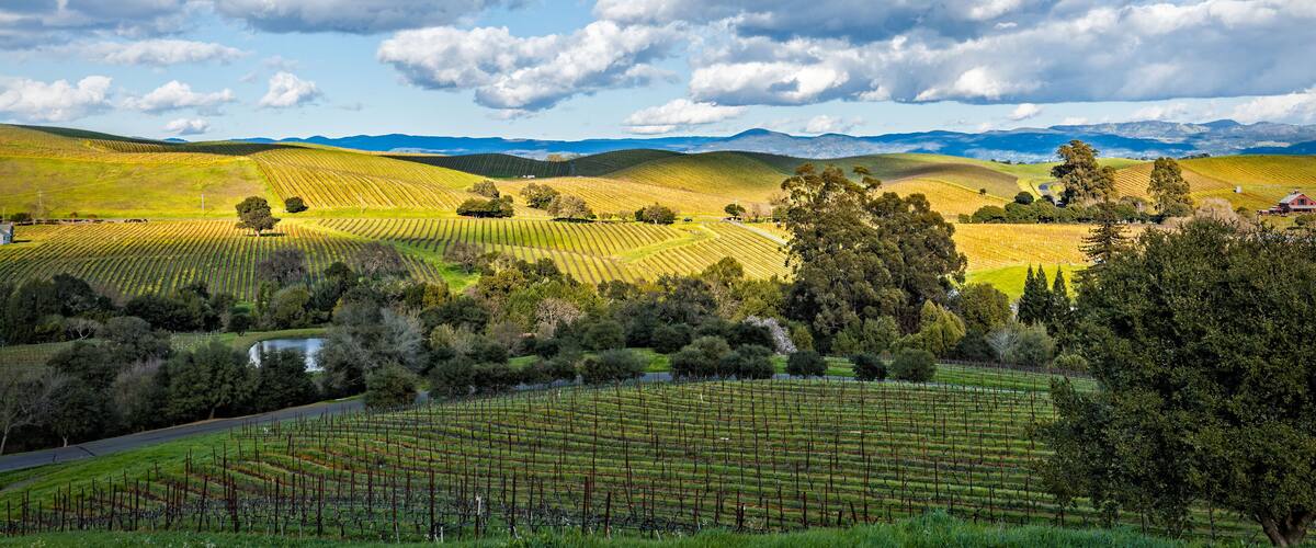 A vineyard landscape with rolling hills, scattered trees, and a clear blue sky with clouds.