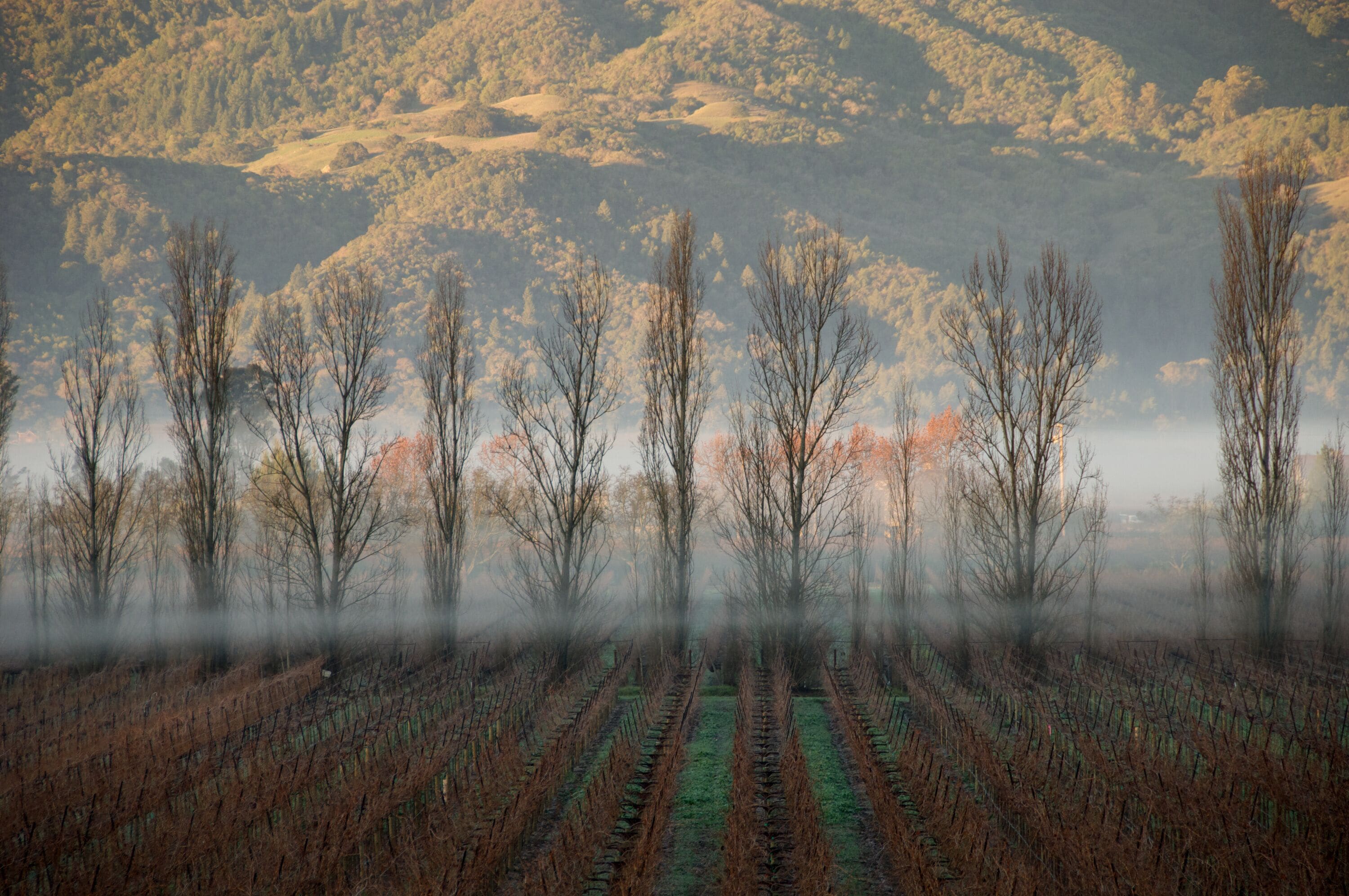 Fog and Vineyard in early morning, Silverado Trail, Napa Valley, California 
