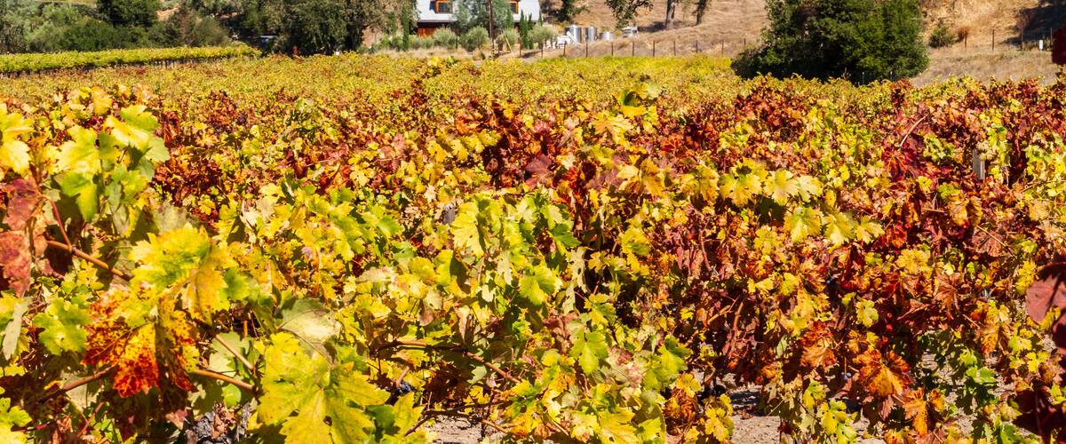 Vineyard on Silverado Trail, Calistoga, Napa Valley, California, USA