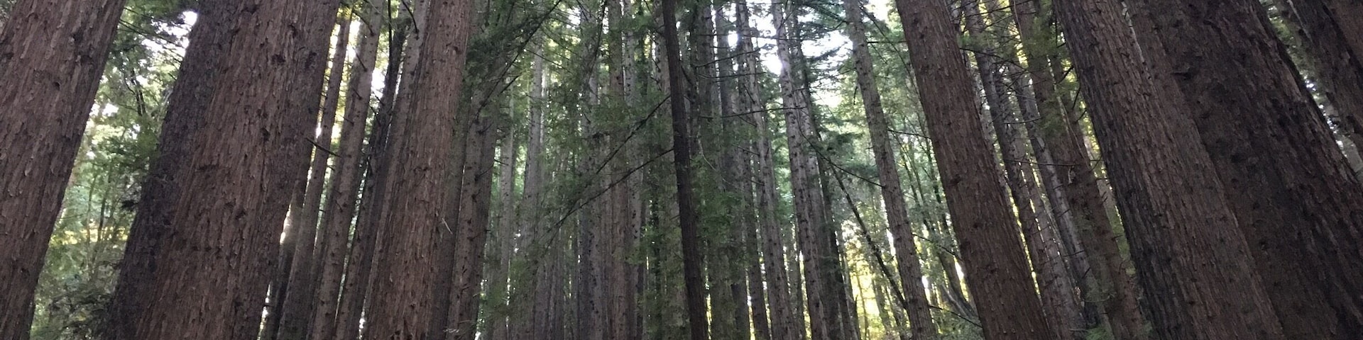 Redwoods