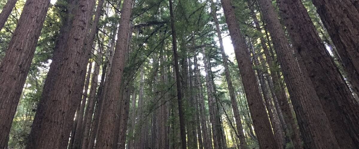 Redwoods