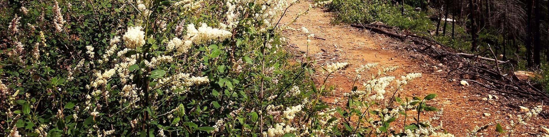 Little past small town stirling city in north california❤️🌲