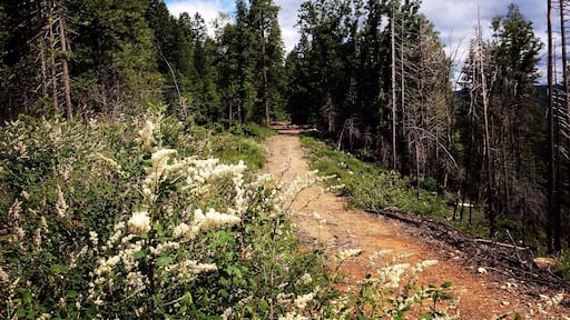 Little past small town stirling city in north california❤️🌲