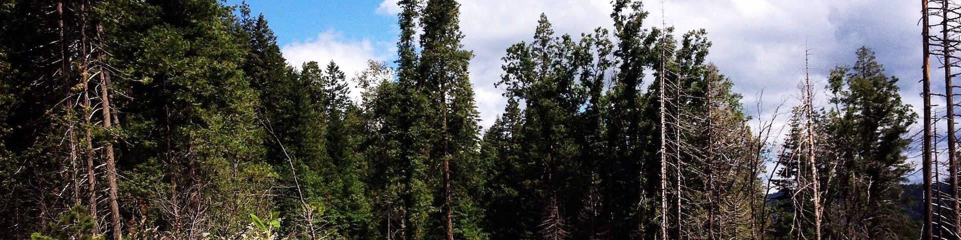 Little past small town stirling city in north california❤️🌲