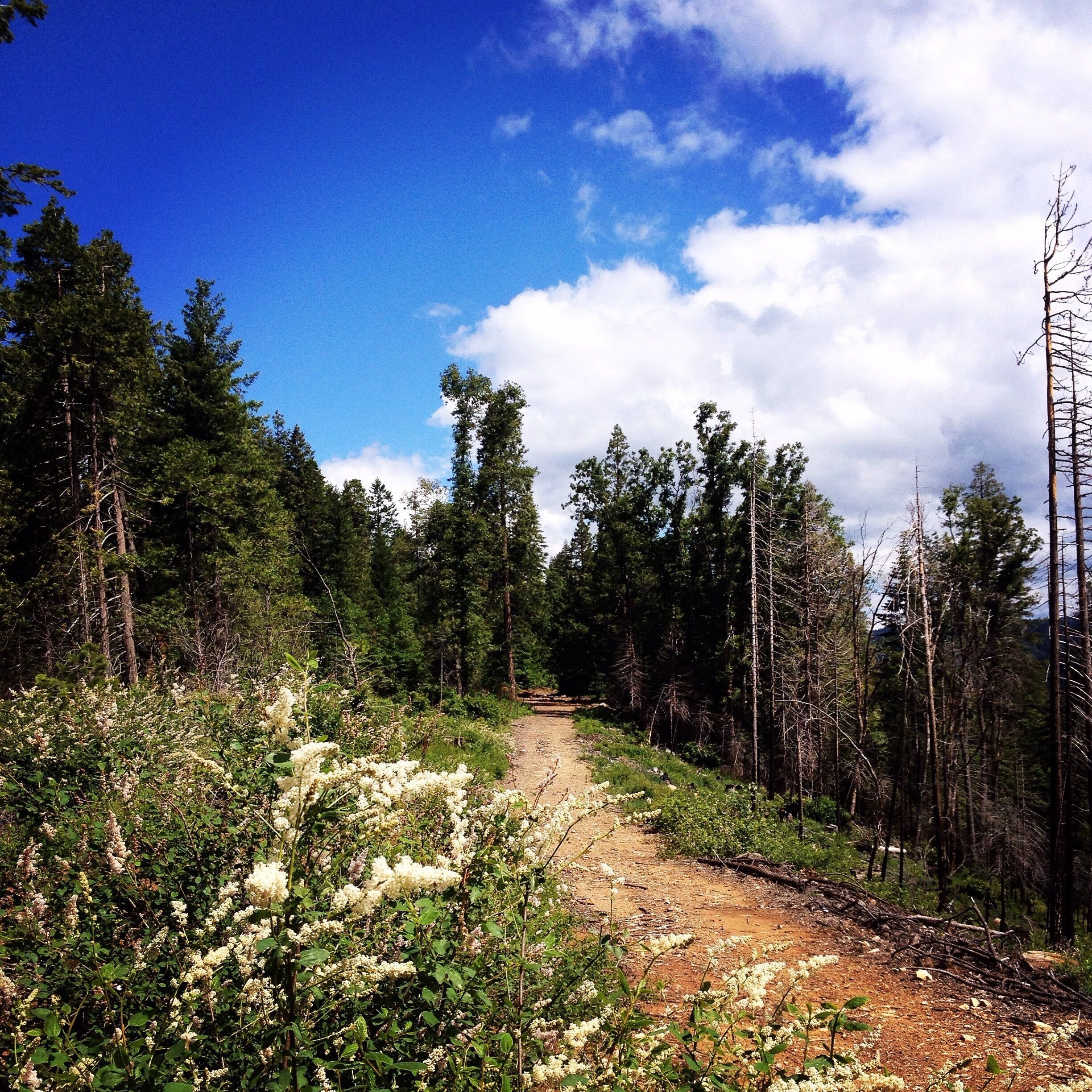 A forested trail with dense trees and flowering shrubs.