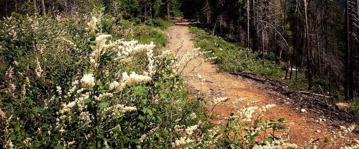 A forested trail with dense trees and flowering shrubs.