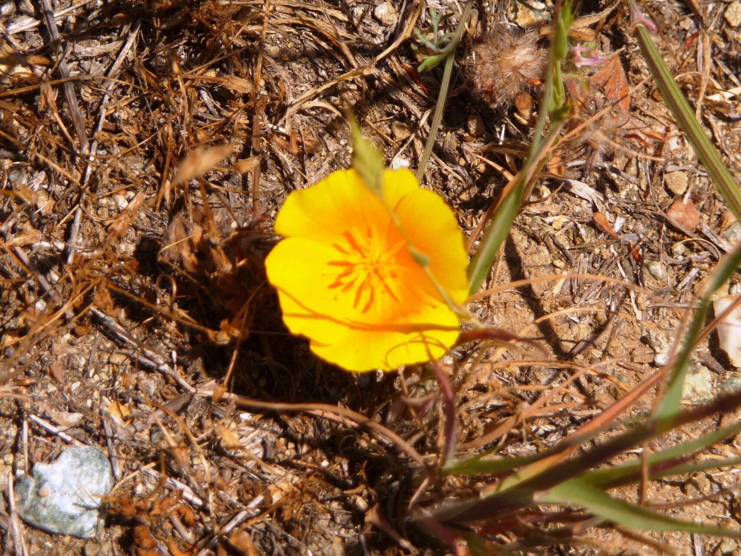 I know they are pretty much everywhere in California, but I'm a sucker for poppies especially when this solitary pop of color is nestled in with the dry prairie grass.

#nature #flower #poppy #NorCal #BayArea