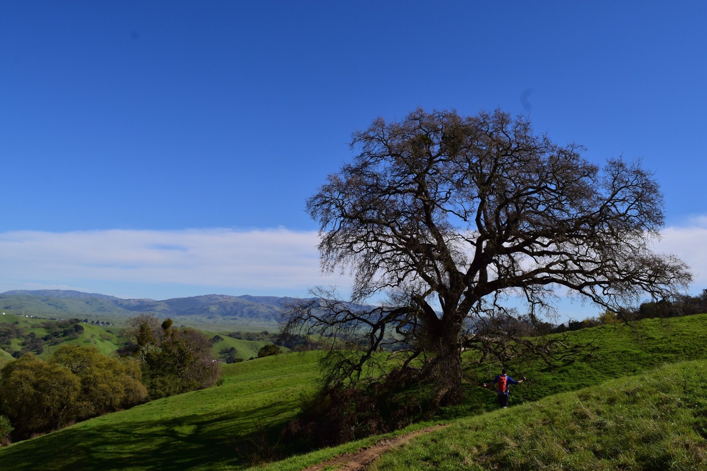 A large tree on a grassy hill with a clear blue sky.