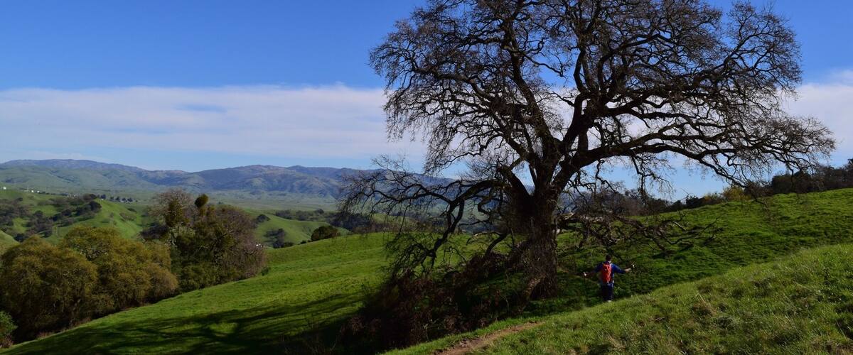 A large tree on a grassy hill with a clear blue sky.