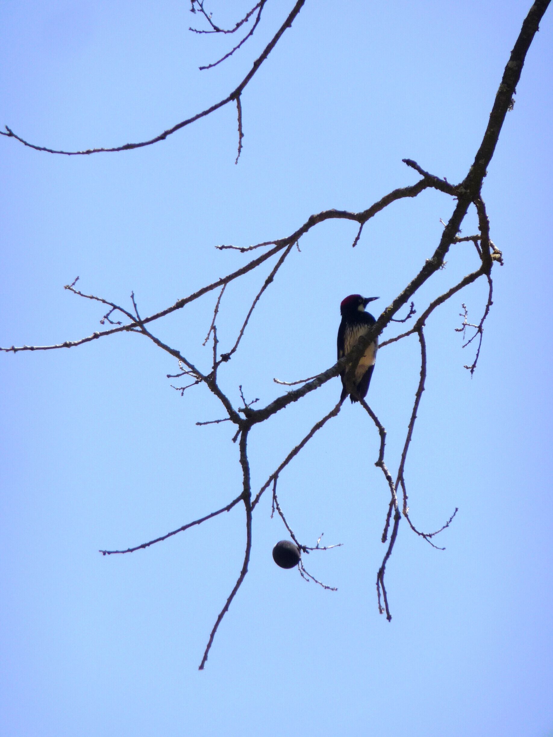 Saw lots of birds and ground squirrels!  Just as we were leaving we spied three or four deer running between the trees, but I couldn't get my camera out in time.

#hiking #nature #wildlife #NorCal #BayArea