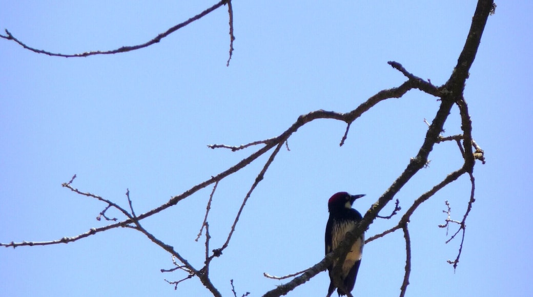 Saw lots of birds and ground squirrels! Just as we were leaving we spied three or four deer running between the trees, but I couldn't get my camera out in time.
#hiking #nature #wildlife #NorCal #BayArea