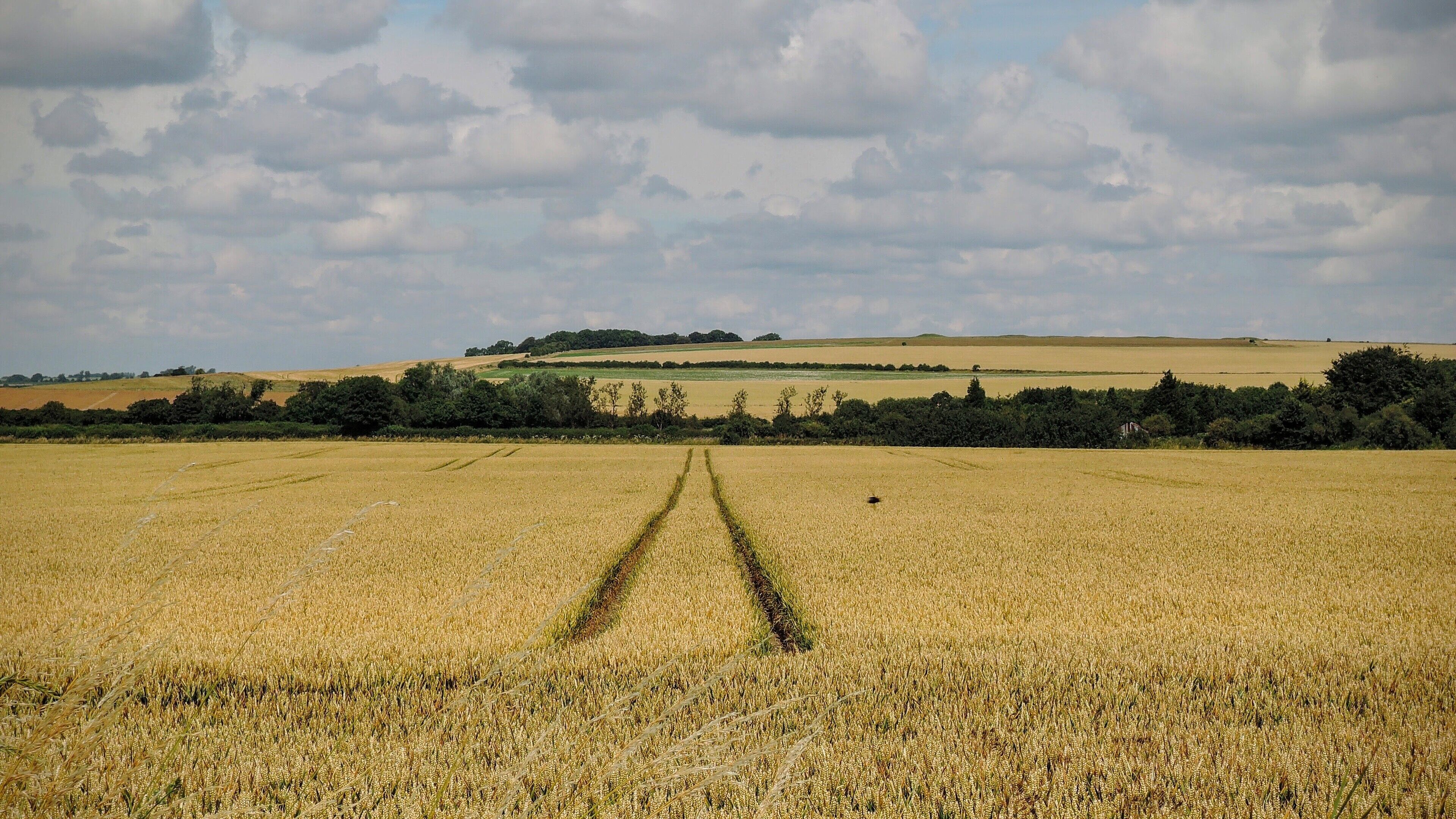 A vast wheat field with a clear sky and distant hills.