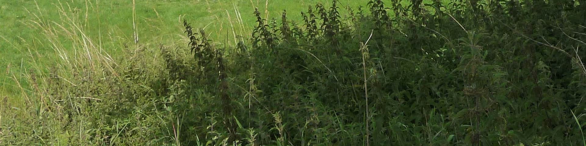 At 40 metres high, Silbury Hill is the tallest prehistoric human-made mound in Europe.