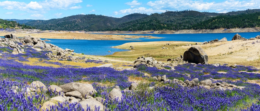 Panoramic scenic view. Purple fields of wildflower lupines super bloom on the scenic shore of drained Folsom Lake, California