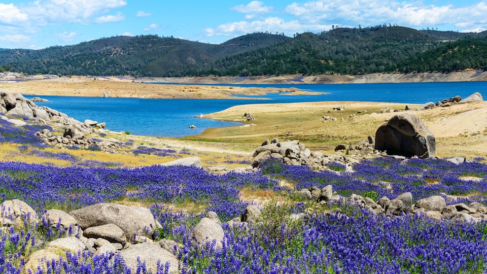 A lake surrounded by mountains, with purple flowers and rocks.