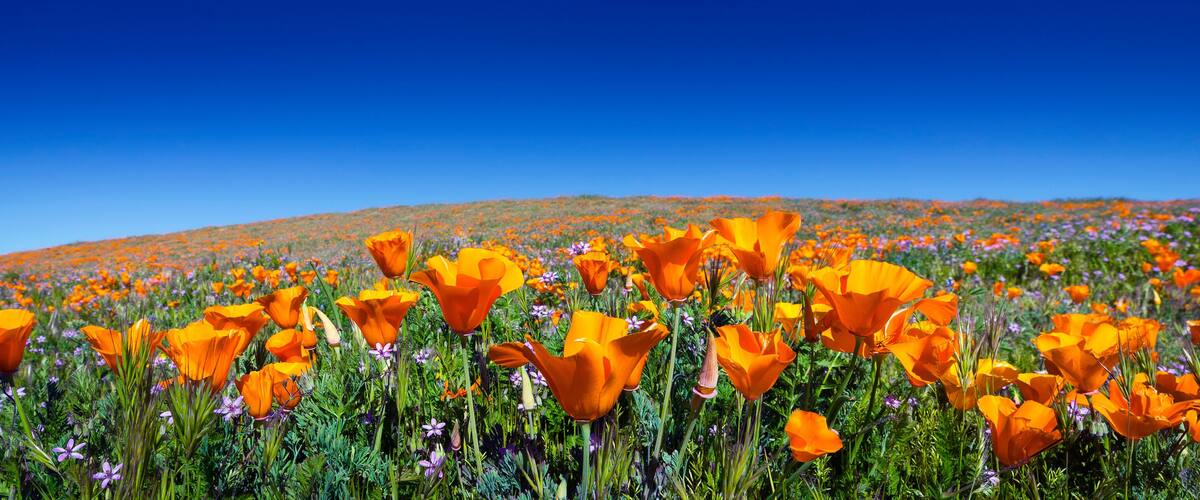 Wild California Poppies at Antelope Valley California Poppy Reserve