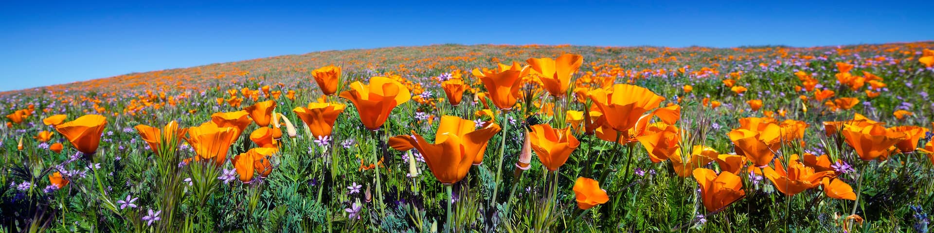 Wild California Poppies at Antelope Valley California Poppy Reserve
