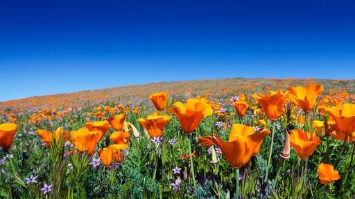 Wild California Poppies at Antelope Valley California Poppy Reserve