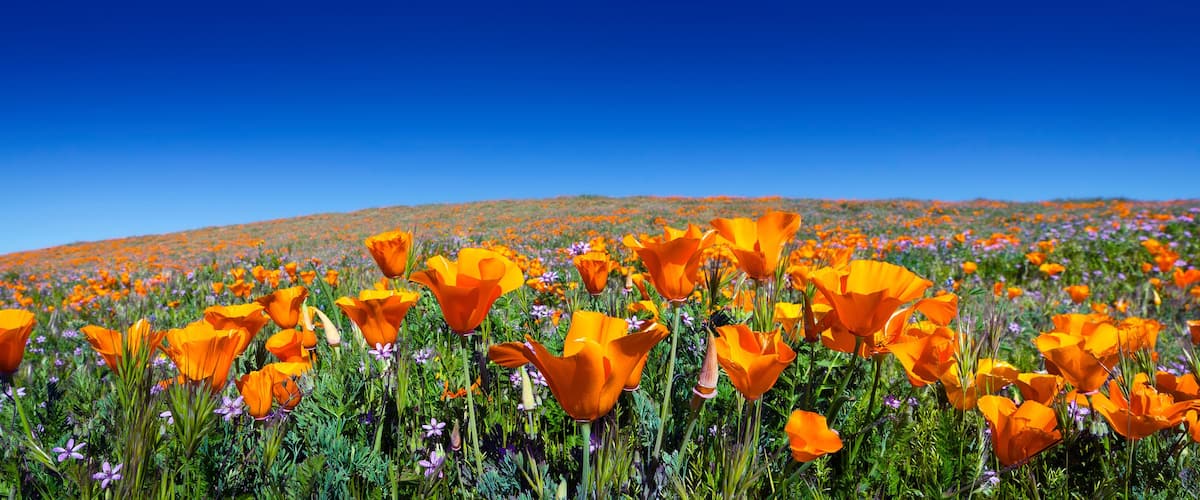 A field of vibrant orange poppies under a clear blue sky.