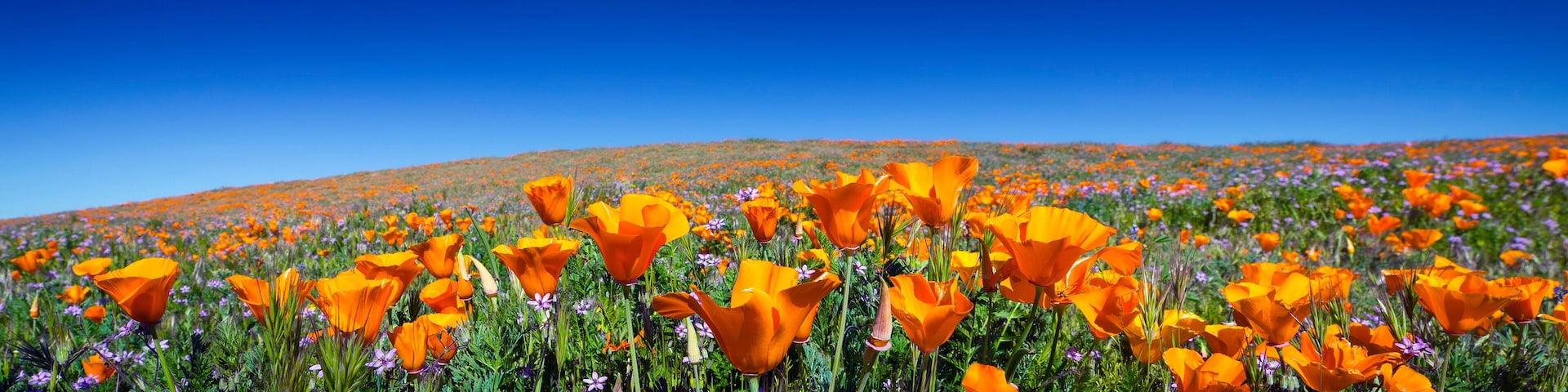 A field of vibrant orange poppies under a clear blue sky.