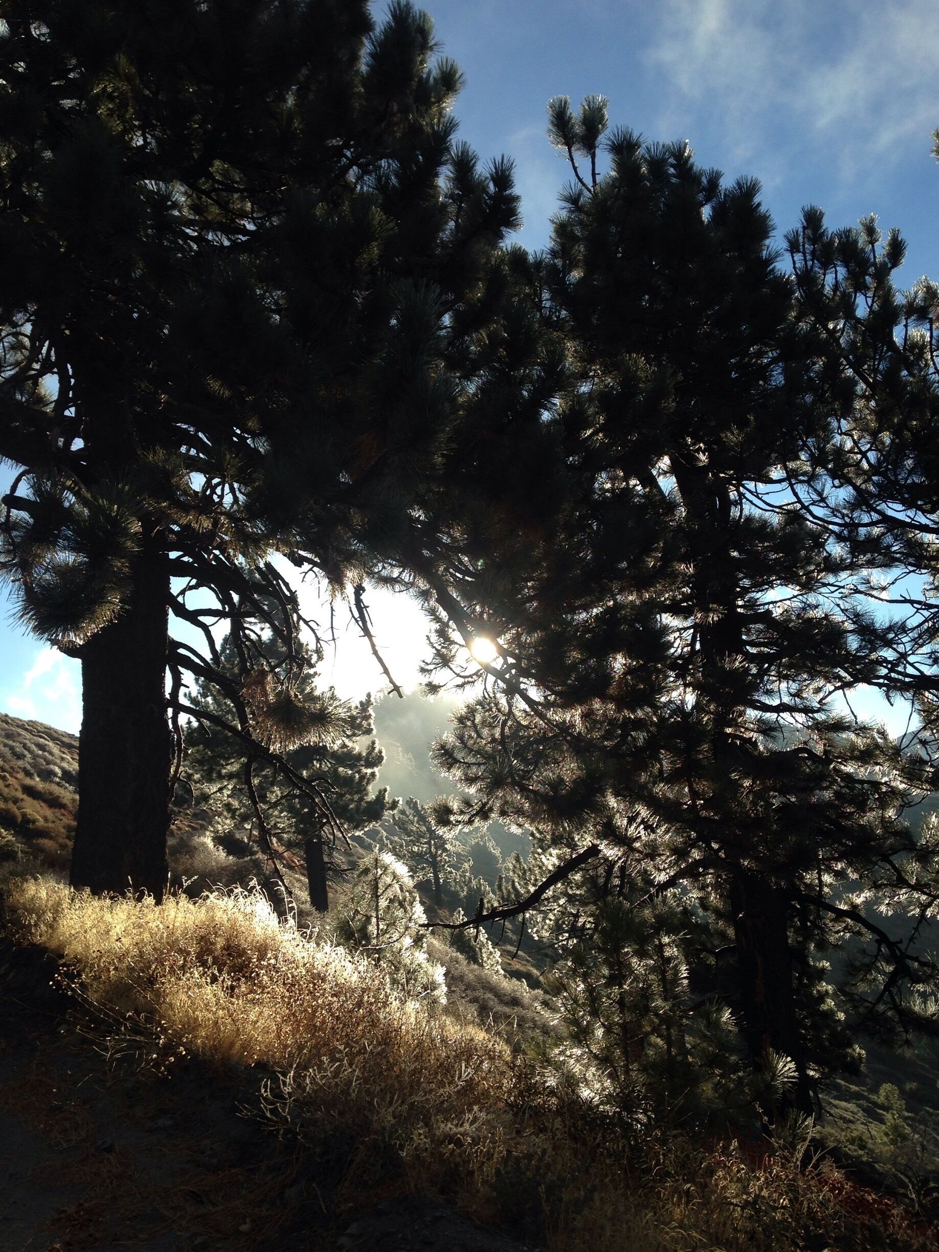 Go for a hike in the morning and watch the sunrise through the fog and trees. #light #morninglight #fog #frost #trees